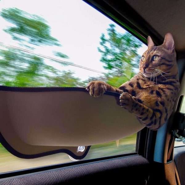 cat car window seat