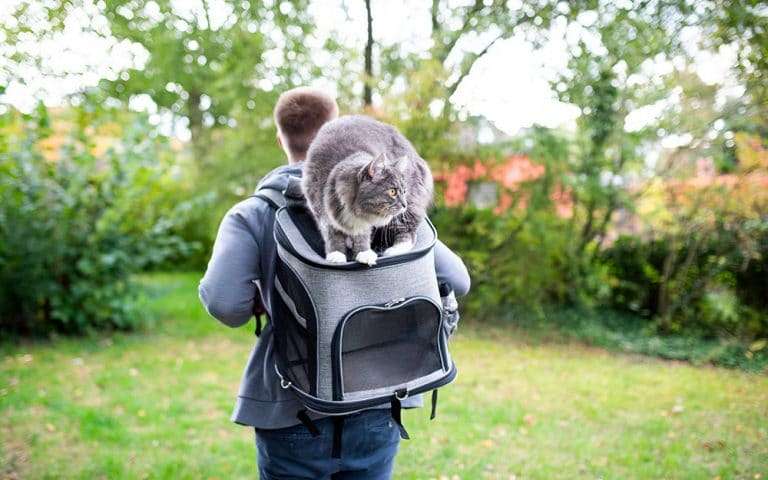 Cat backpack carrier guide