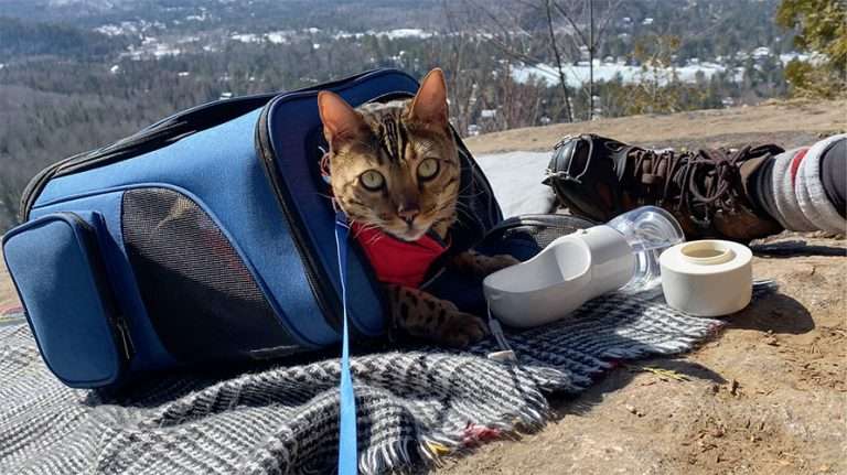The best cat backpack for hiking