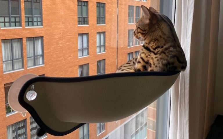 Cat Window Perch Benefits