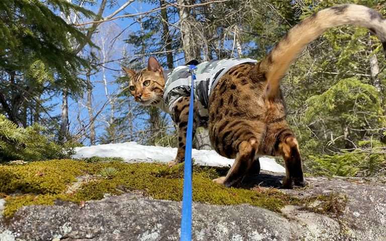 Escape-proof cat harness guide