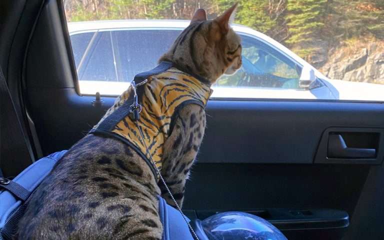 Road Trip with a Cat: Packing List and Tips