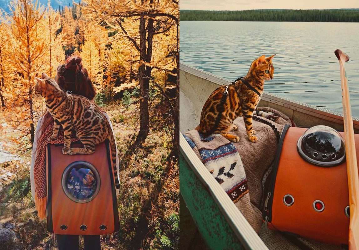 Bengal cat Suki backpacking adventures in Canada