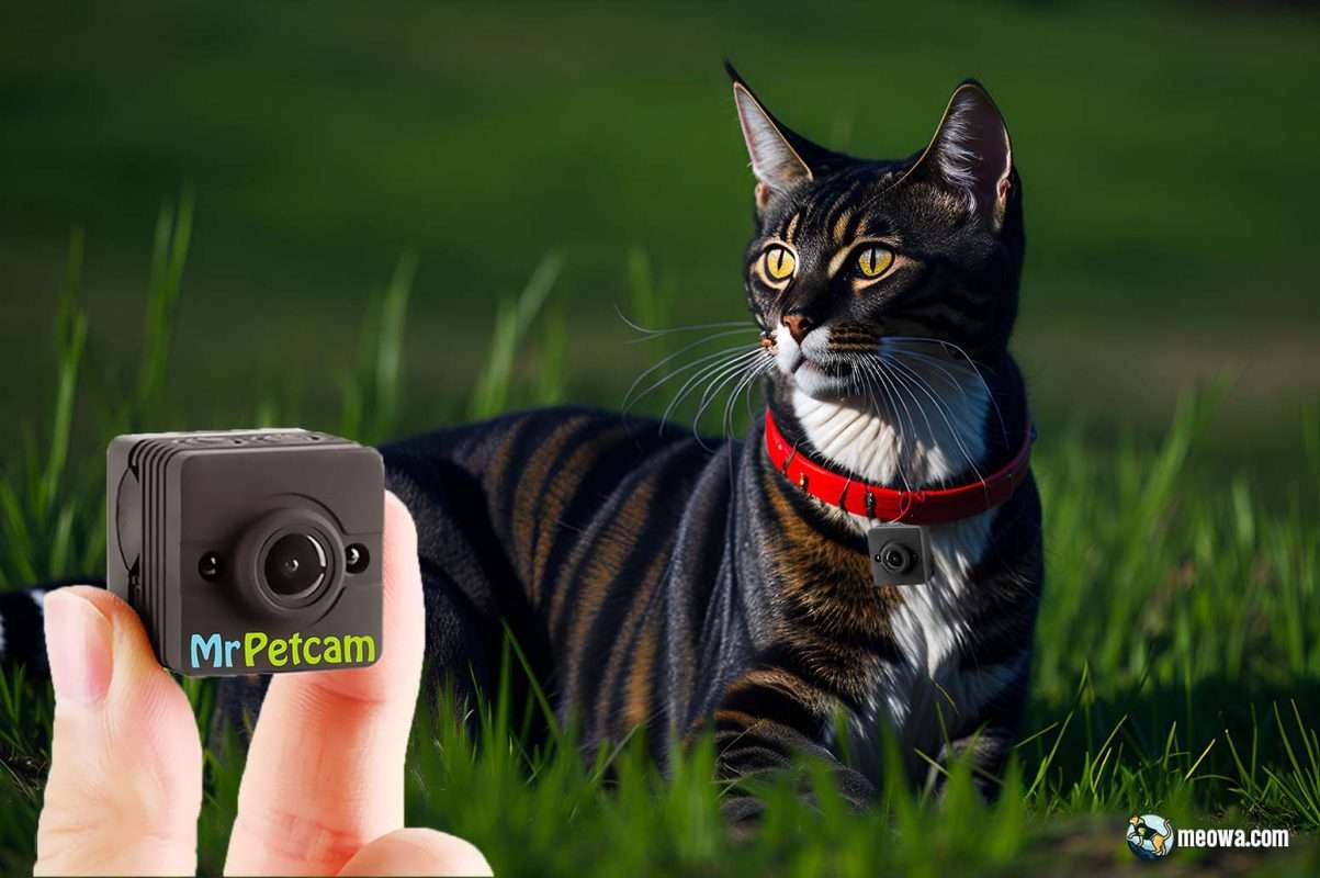 Best Cat Collar Cameras 2023 Ultimate Guide & Top Picks