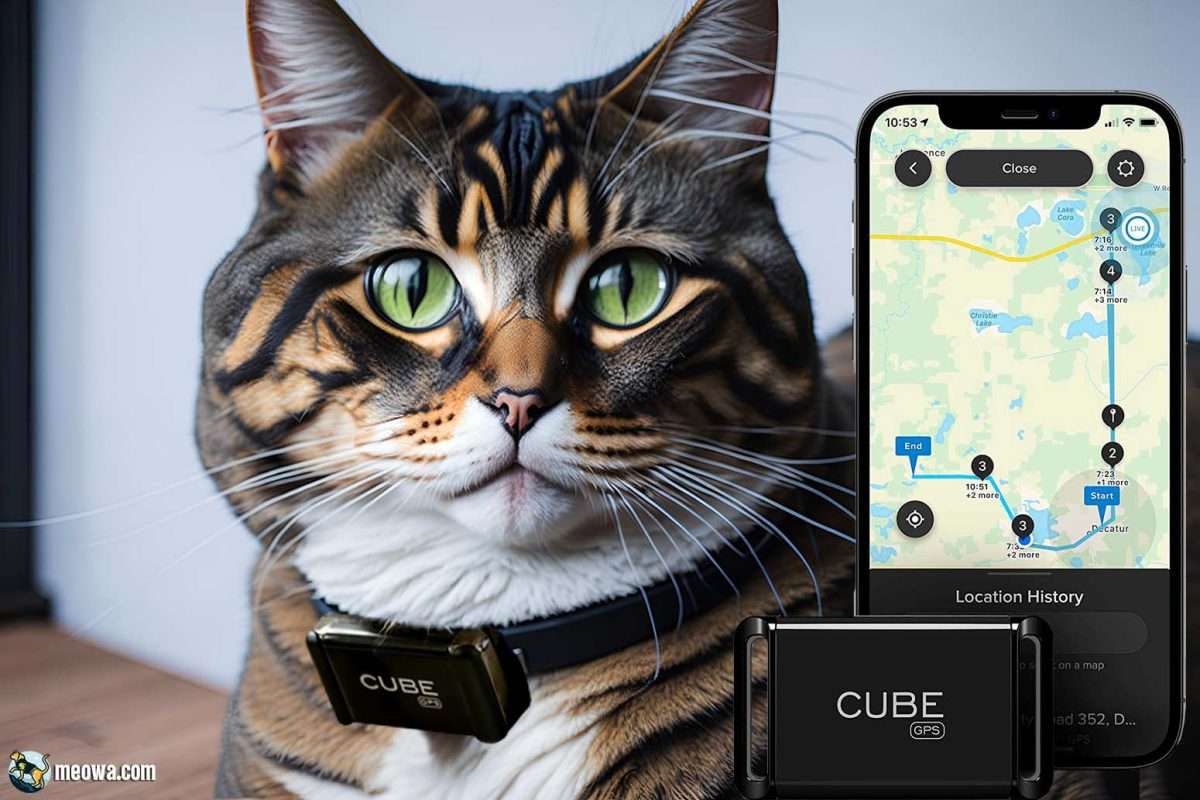 Top 6 Best Cat GPS Trackers 2024 Ultimate Guide & Reviews