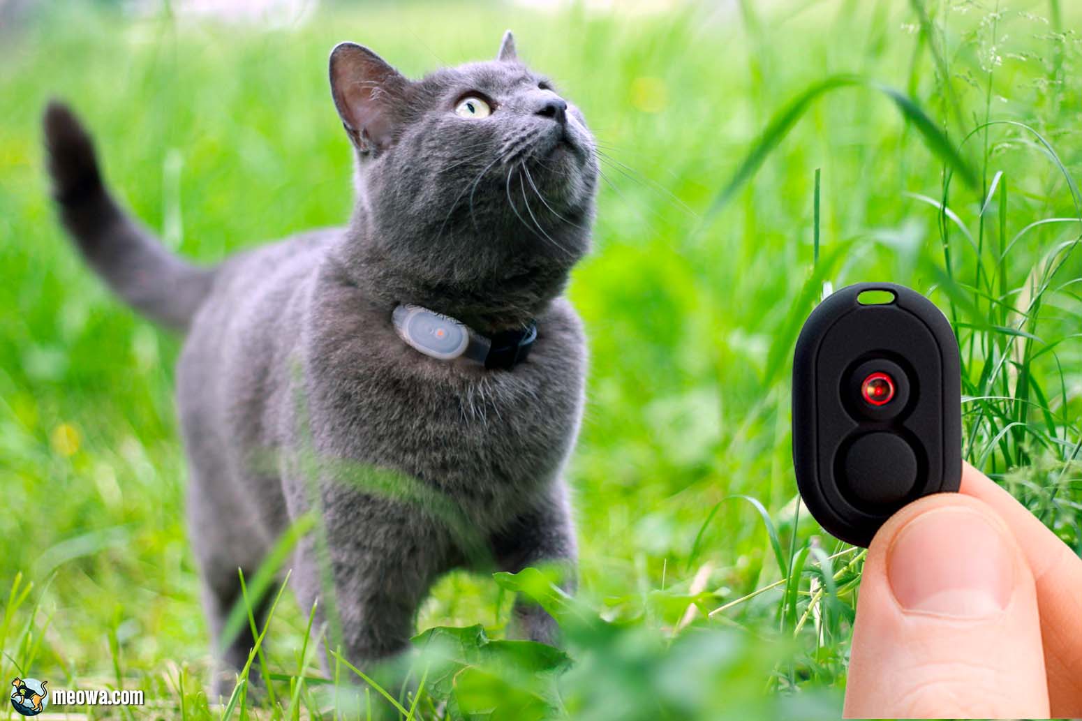 The 4 Best Cat GPS Trackers of 2024