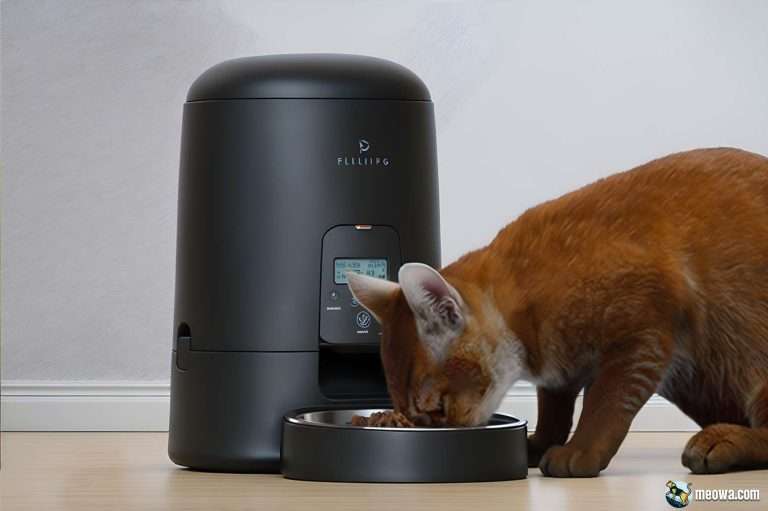 Best automatic cat feeders