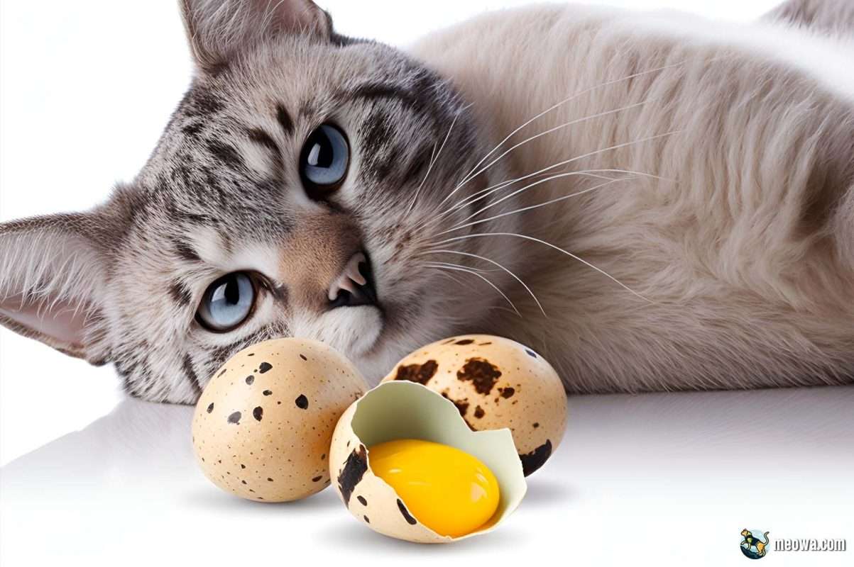 Quail Eggs For Cats Nutritious Treat Your Feline Will Love
