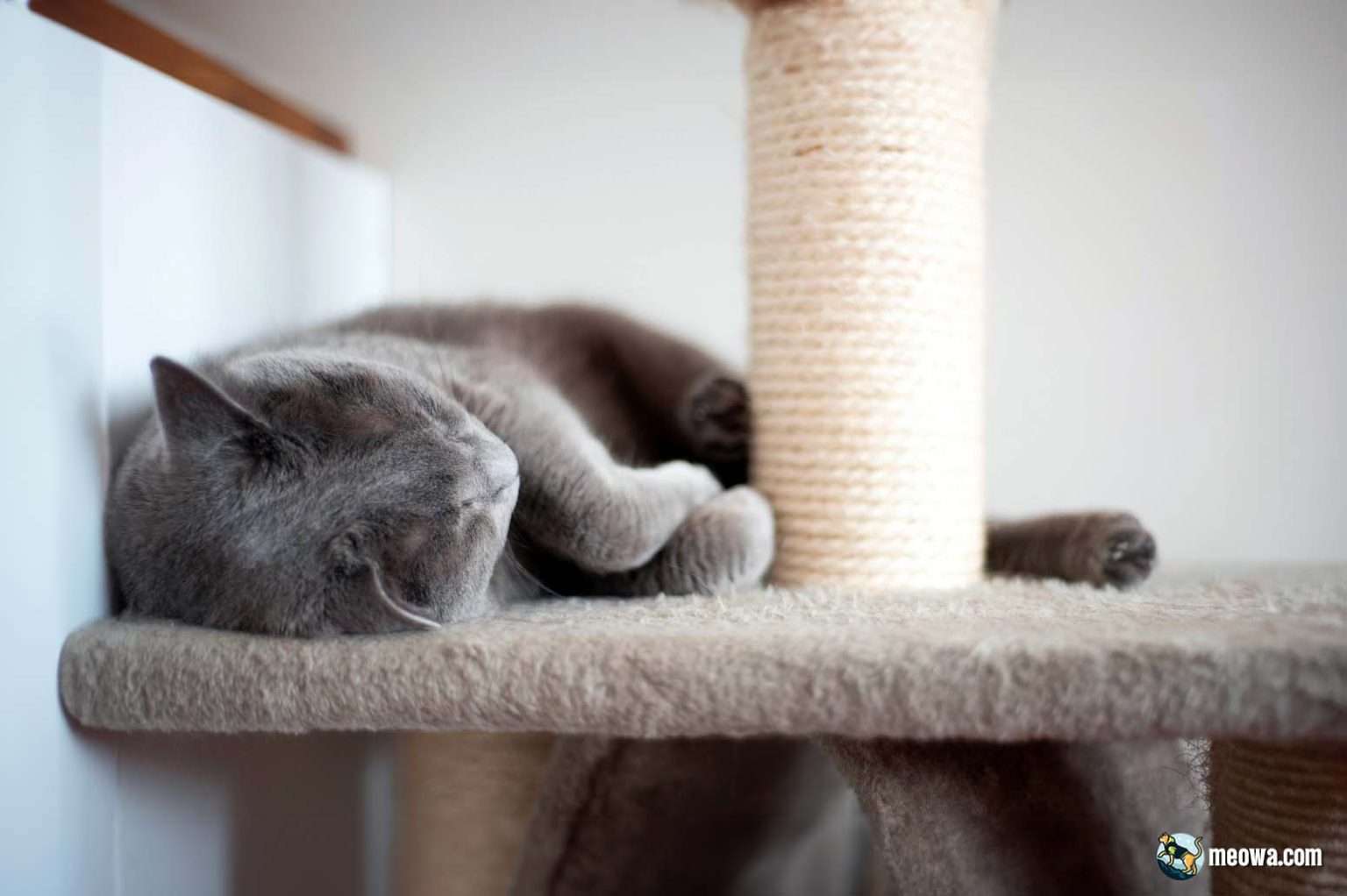 How To Clean A Cat Tree: 6 Essential Steps For Cat Parents