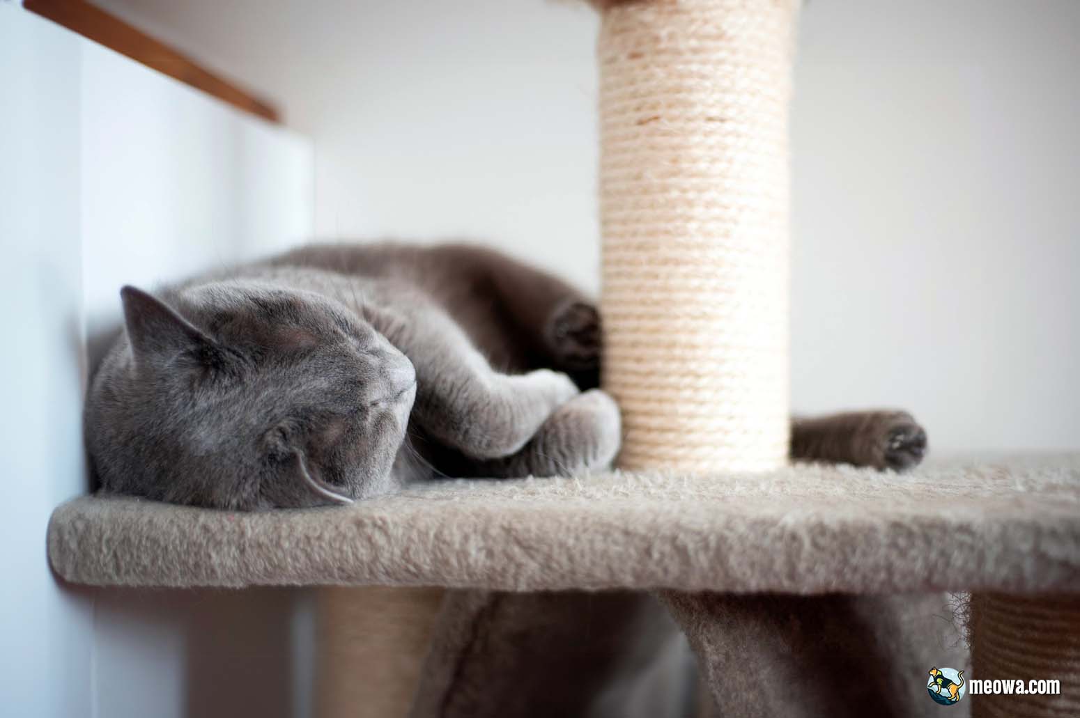 How To Clean A Cat Tree 6 Essential Steps For Cat Parents