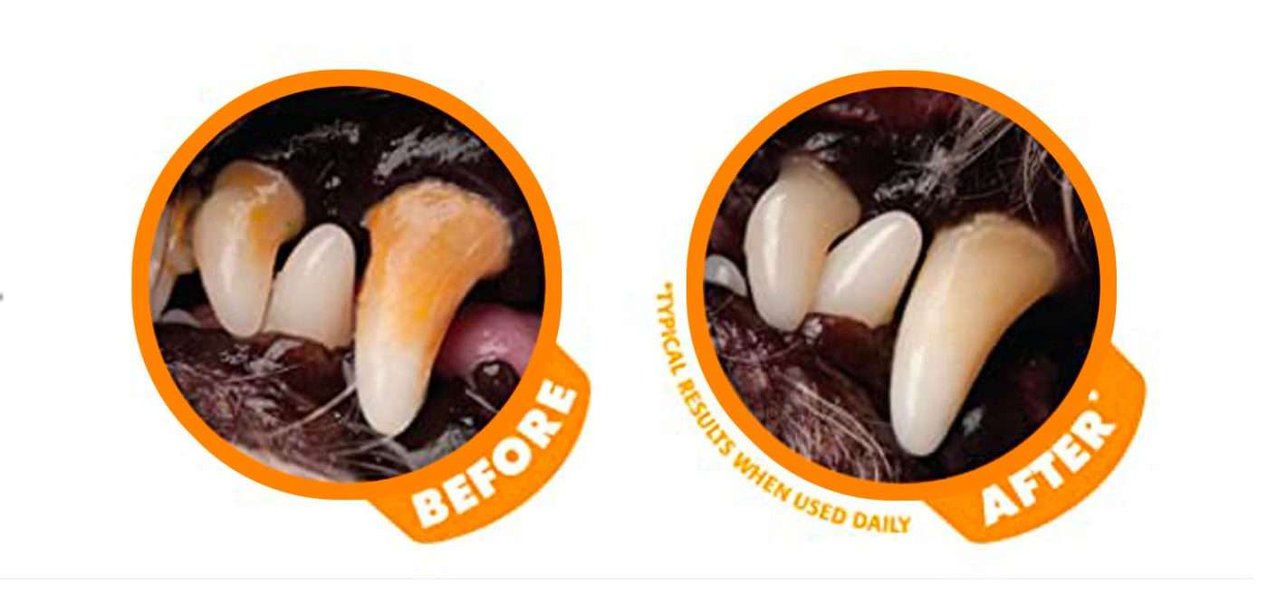 How To Clean Cats Teeth The Ultimate Cat Dental Care Guide