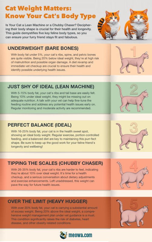 How To Get A Cat To Lose Weight: 9 Tailored Weight Loss Tips