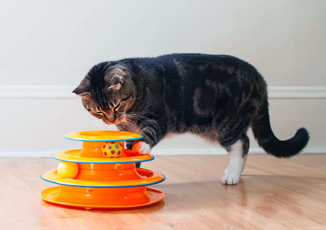 8 Best Toys For Blind Cats Fun, Safety & Enrichment In 2023