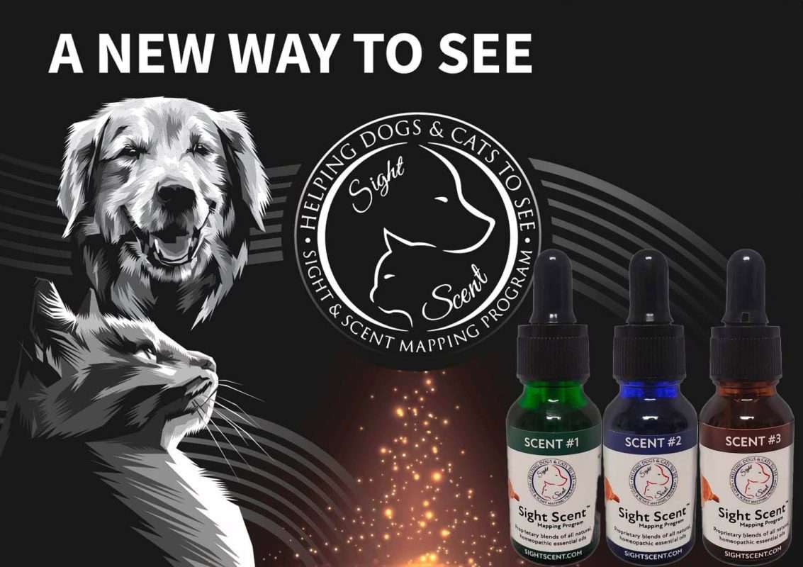 8 Best Toys For Blind Cats Fun, Safety & Enrichment In 2023