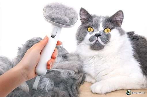 Curated visual reference: Cat Brush For Long Hair Health Reference: Best Brush For Long Haired Cats Top 10 Reviewed For
