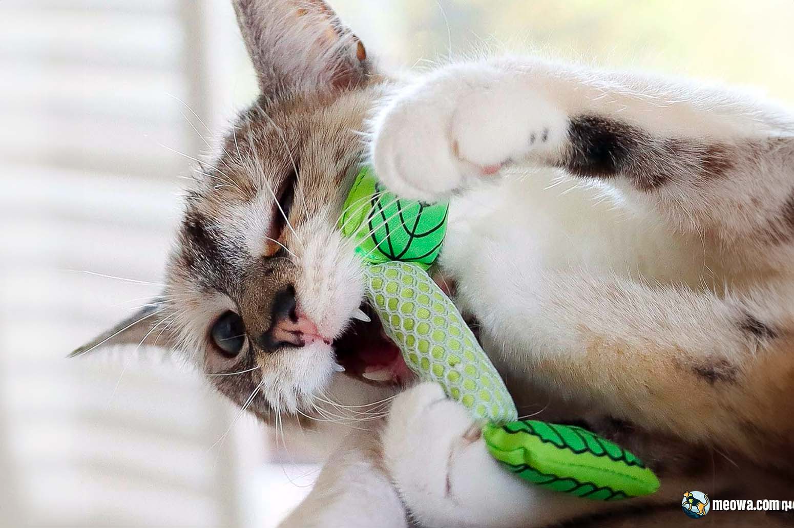 https://meowa.com/wp-content/uploads/2023/07/best-cat-chew-toys.jpg