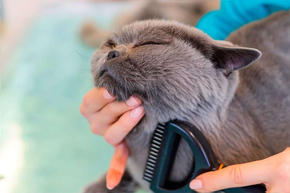 Making your cat comfortable for grooming