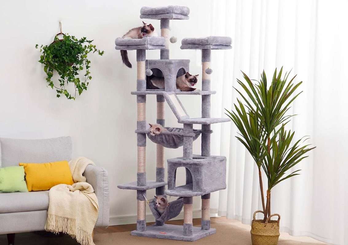 10 Best Cat Trees For Large Cats Your 2023 Buying Guide