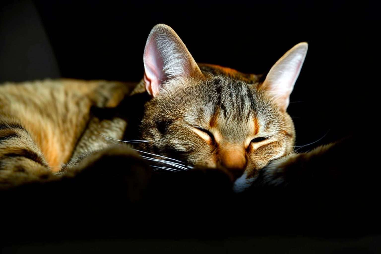 When To Put Your Cat Down Quiz, Checklist & Complete Guide